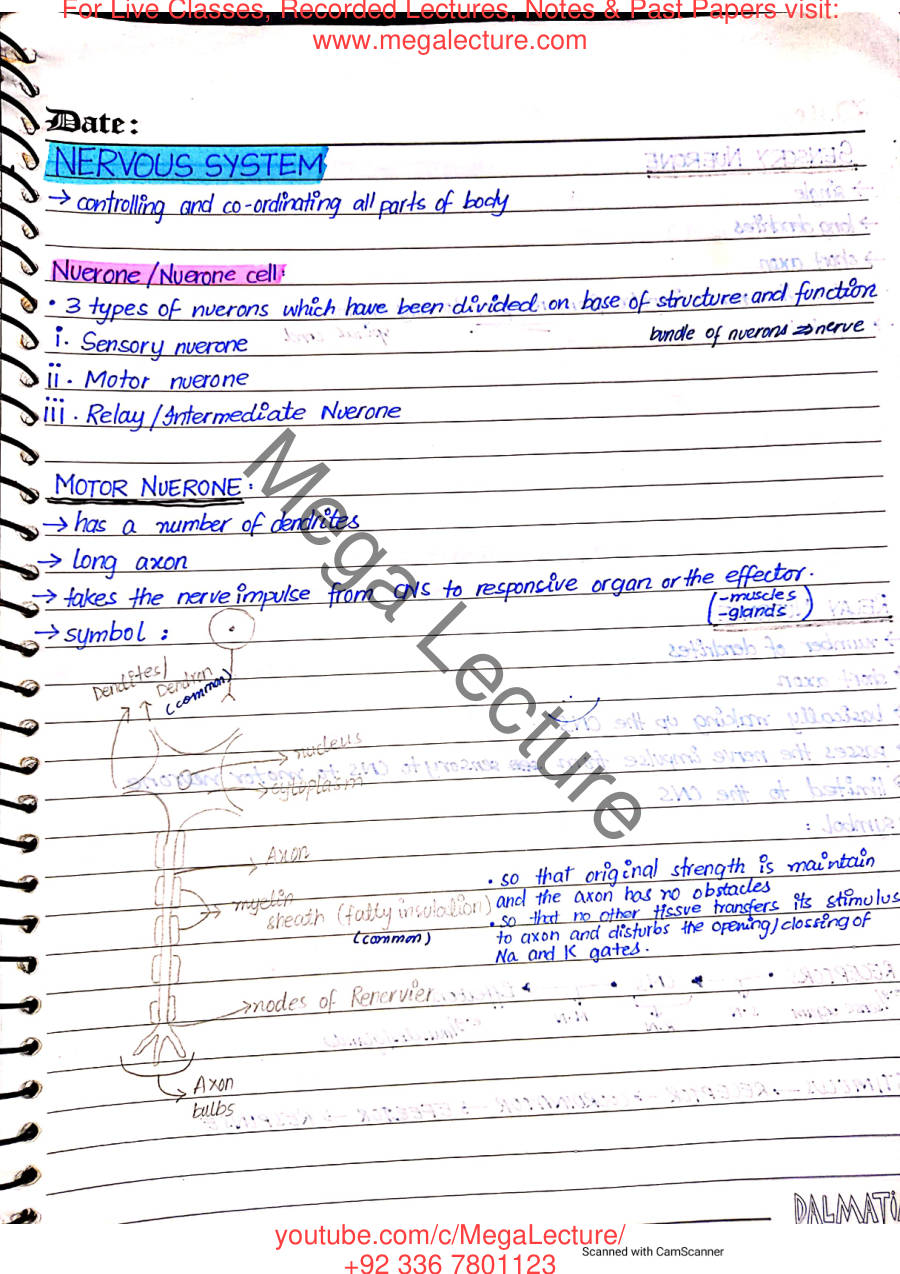 Page 1 of The Nervous System