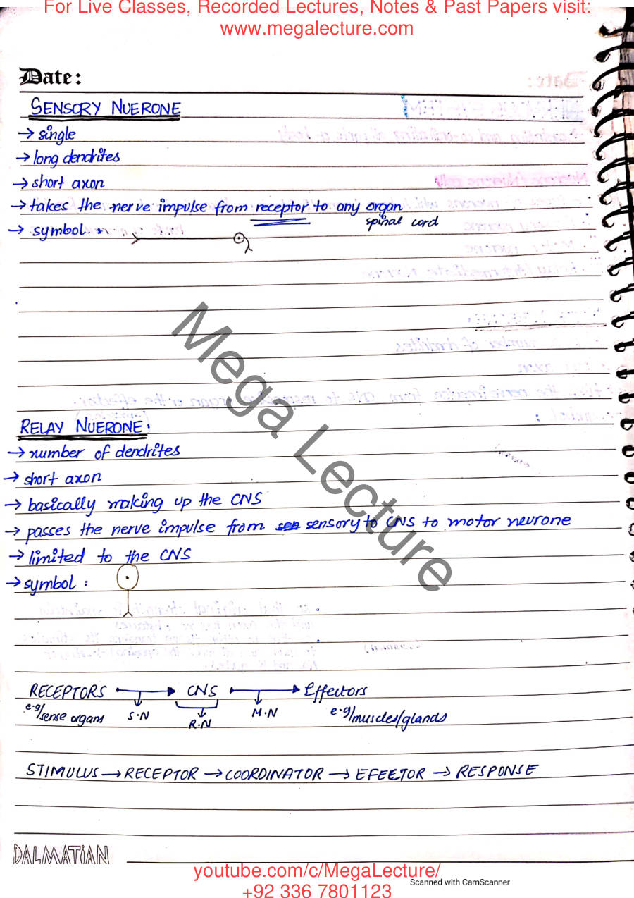 Page 2 of The Nervous System