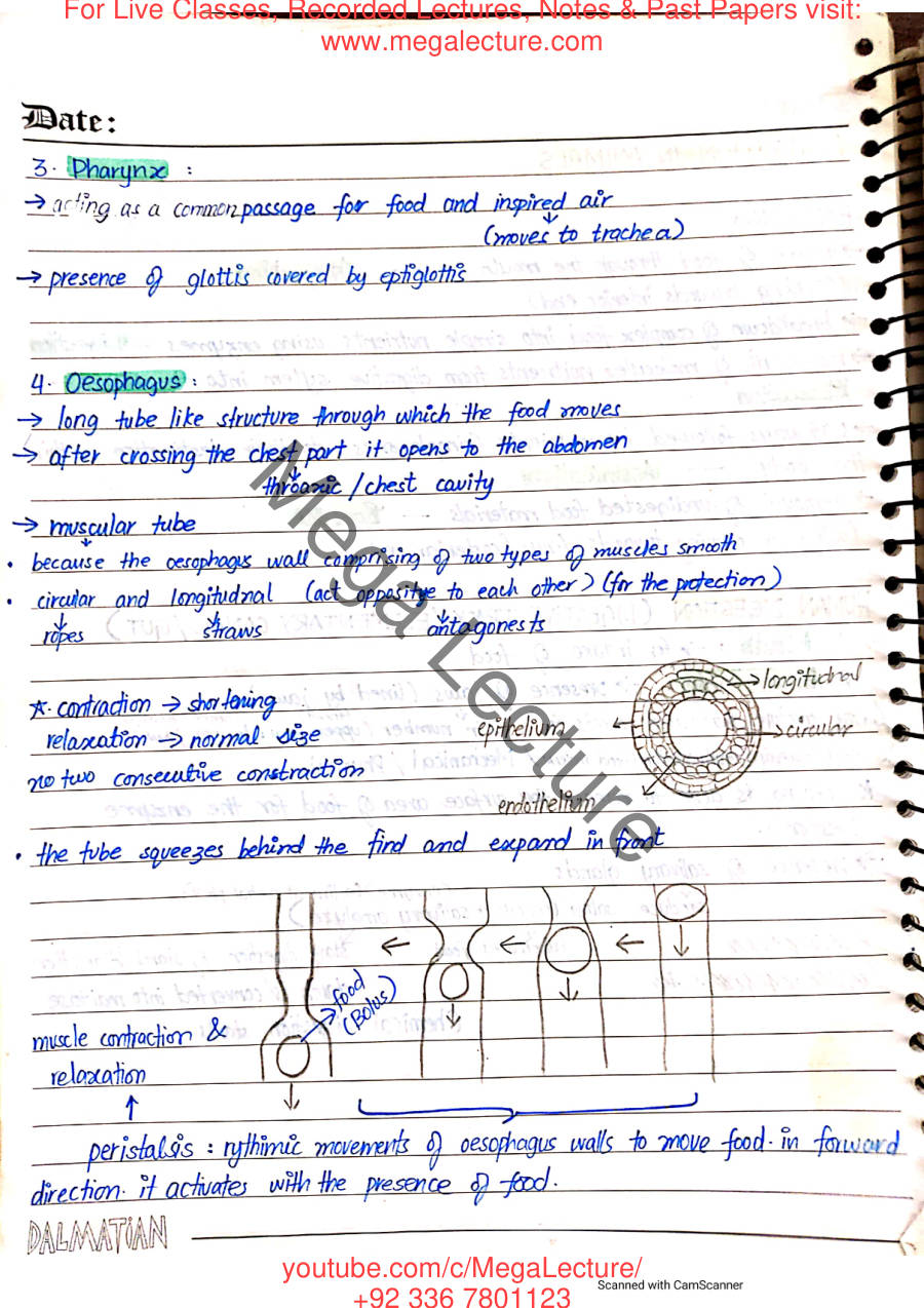 Page 2 of Nutrition in Animals