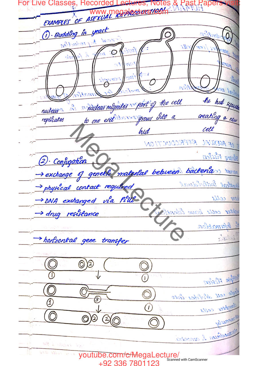 Page 2 of Reproduction in Humans