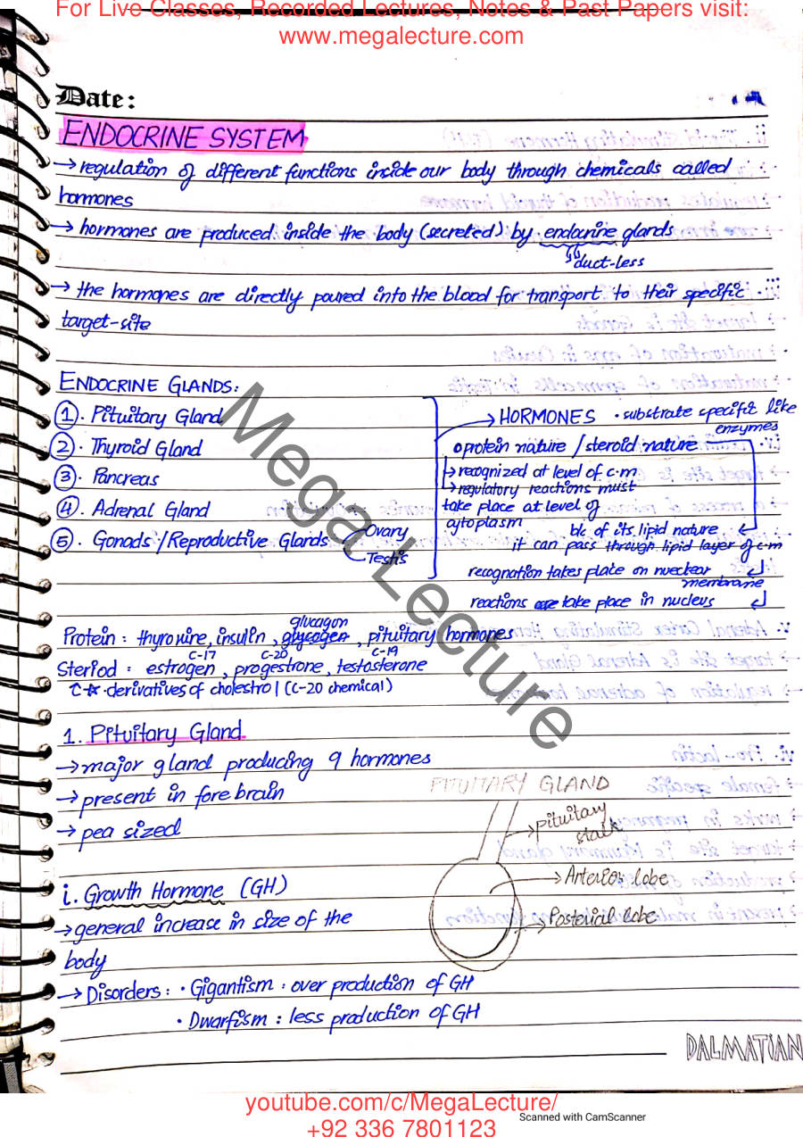 Page 1 of The Endocrine System