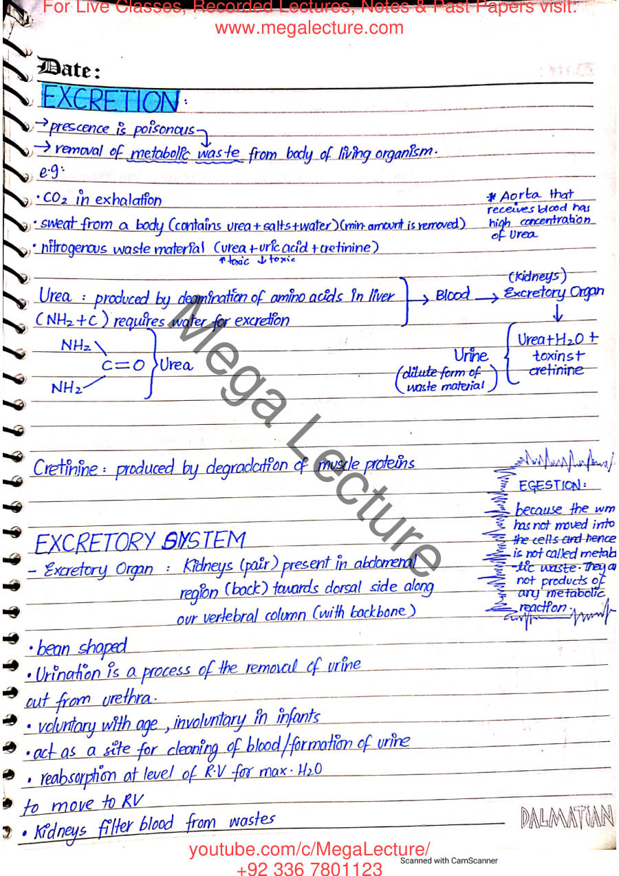 Page 2 of Excretion