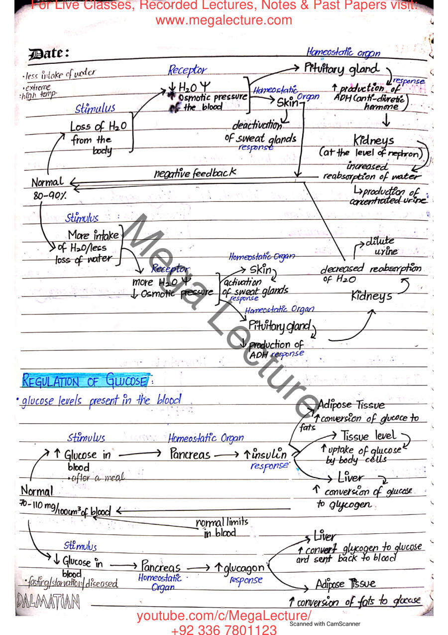 Page 2 of Homeostasis