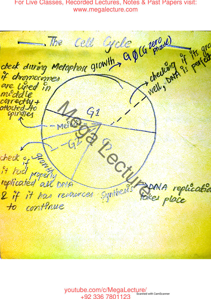 Page 2 of Cell Division