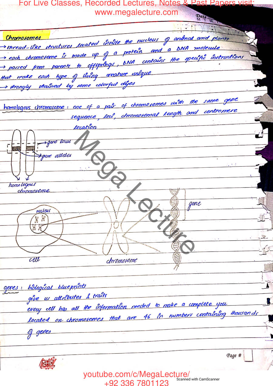 Page 2 of DNA Structure & Inheritance